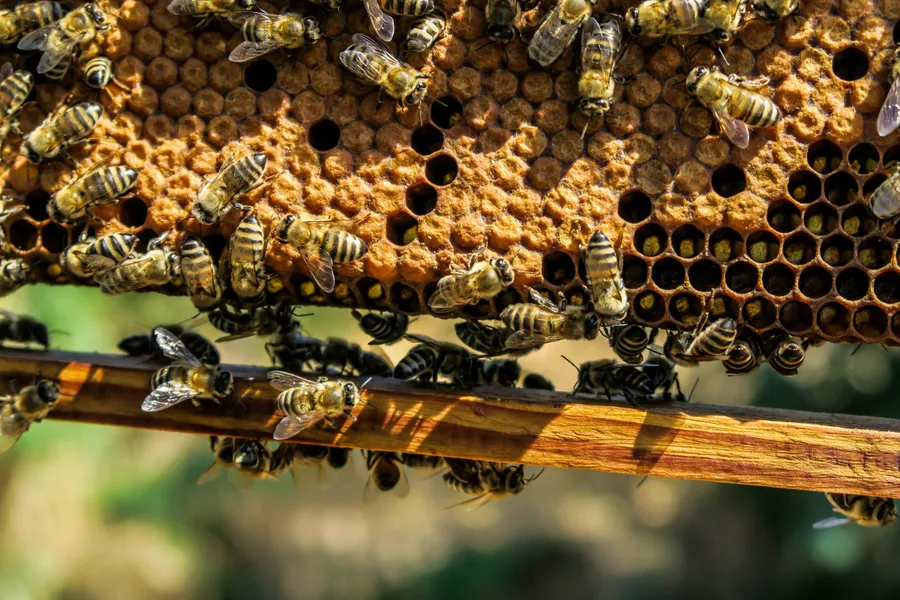 Stripeikiai Beekeeping Museum