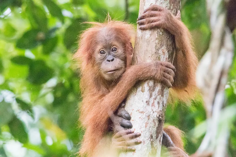 Sumatran Orangutan Society