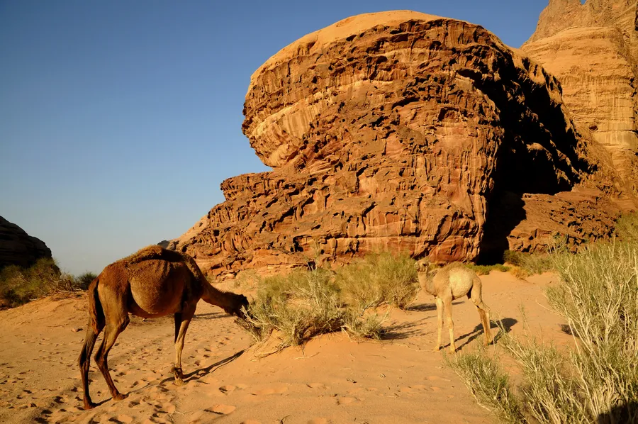 Sunset camel ride or jeep safari