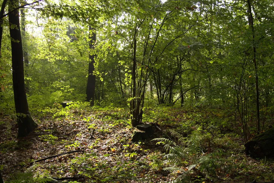Surrounding Forests