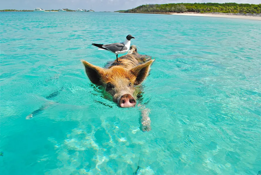 Swimming Pigs of Rose Island