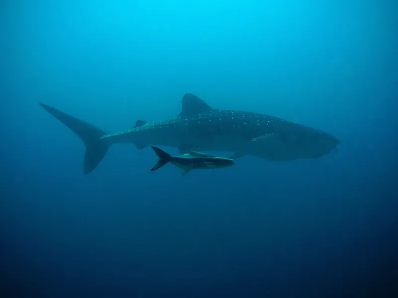 Swimming with Baby Sharks