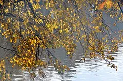 Třeboň Fishponds