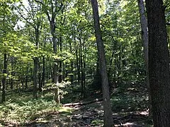 Tammany Trace