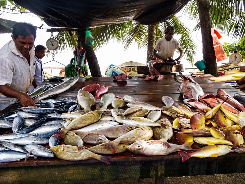 Tangalle Fish Market