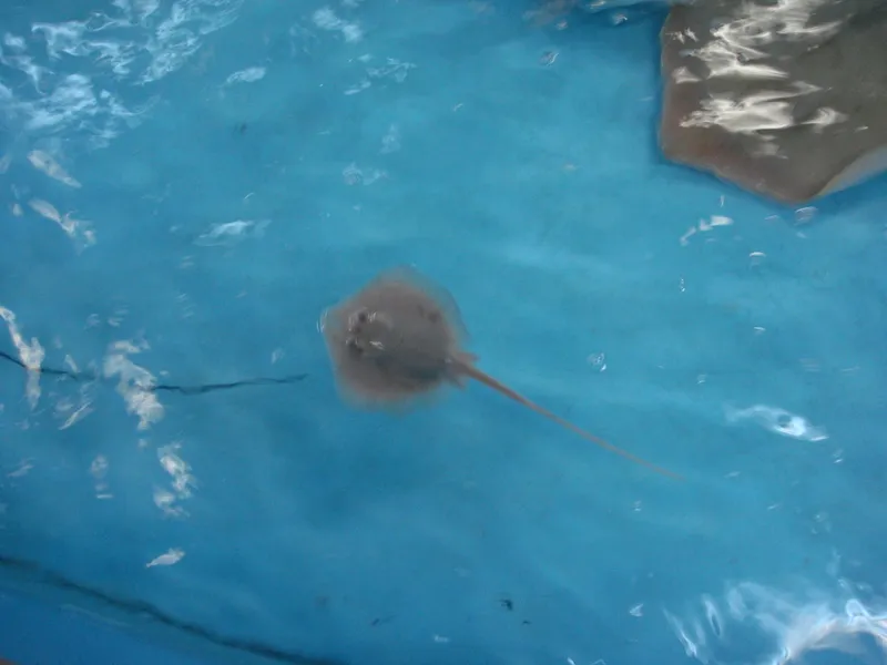 Tarpon Springs Aquarium