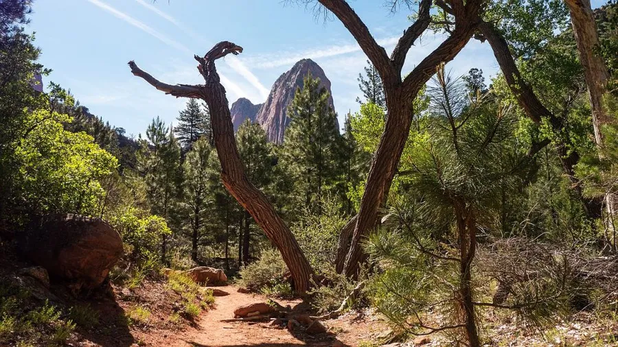 Taylor Creek Trail