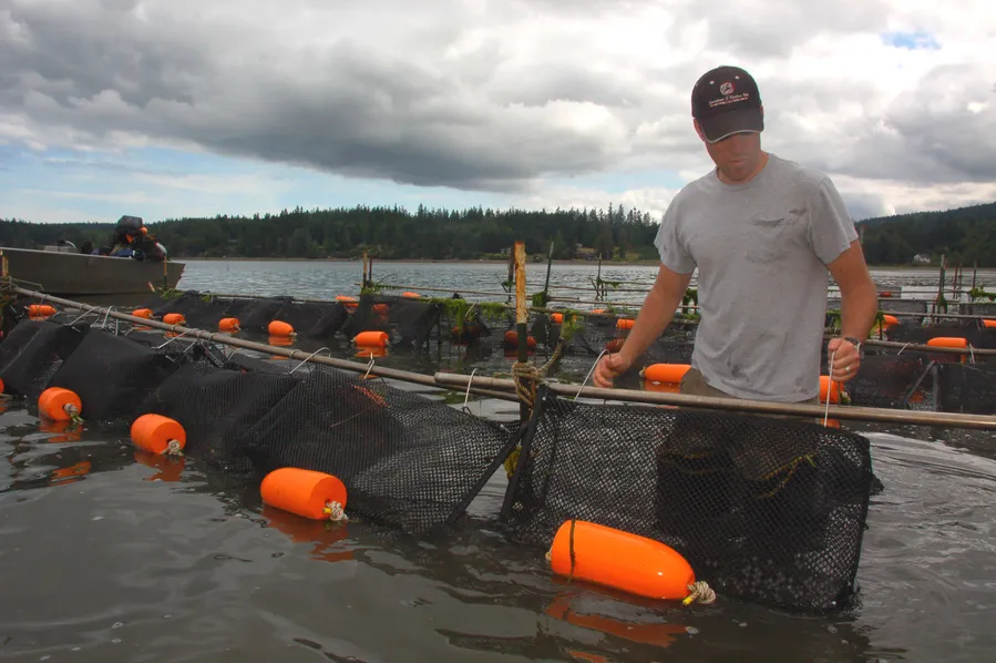 Taylor Shellfish Farms Samish Bay