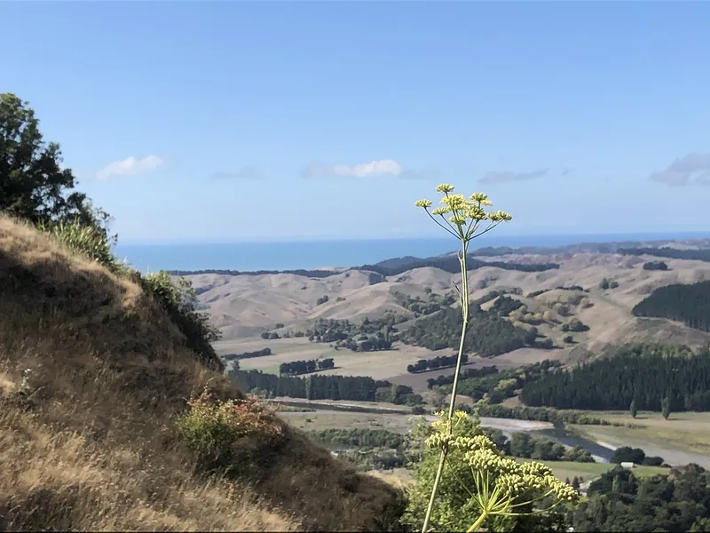 Te Mata Peak
