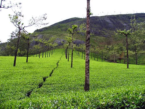 Tea Gardens