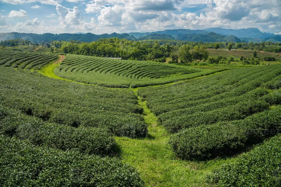 Tea Plantations