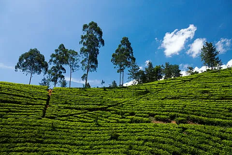 Tea Plantations at Nuwara Eliya