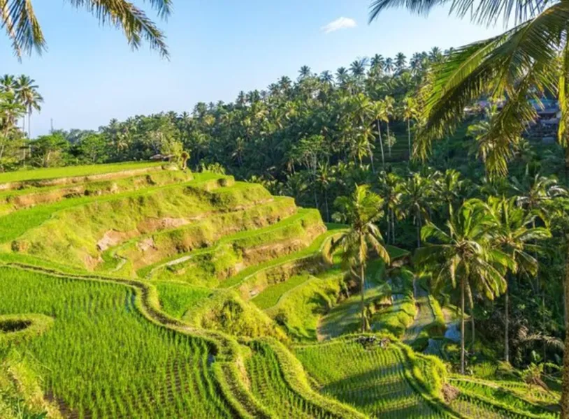 Tegalalang Rice Terrace