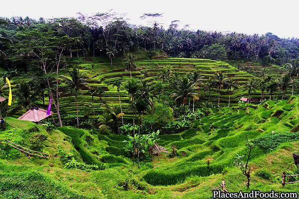 Tegalalang Rice Terraces