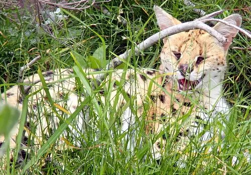 Tenikwa Wildlife Awareness Centre