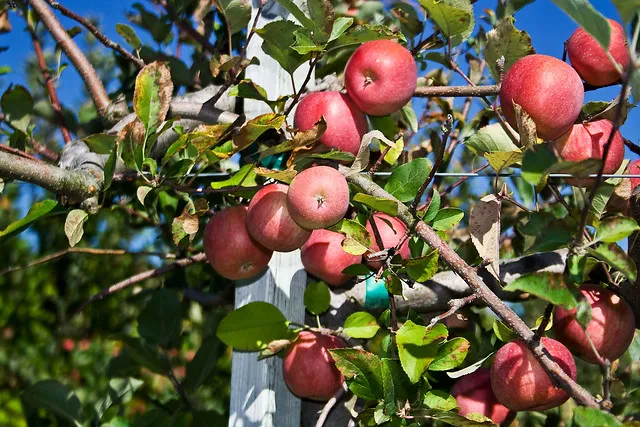 Terhune Orchards