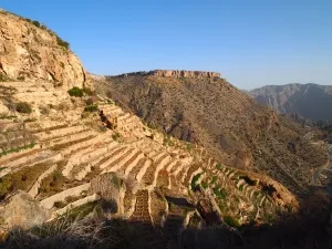 Terraced Farms