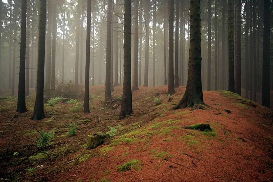 Teutoburg Forest