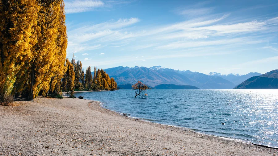 That Wanaka Tree