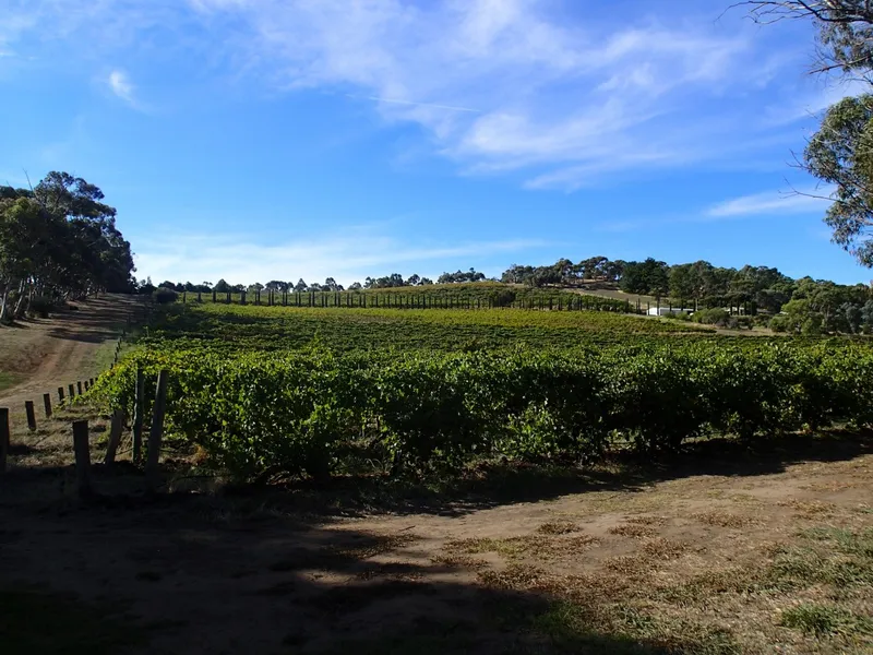 The Barrel @ Clouds Vineyard