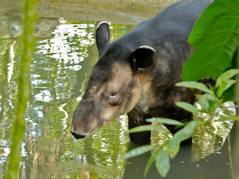 The Belize Zoo