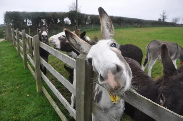 The Donkey Sanctuary