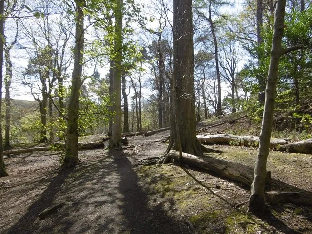 The Hermitage Woodland Walk