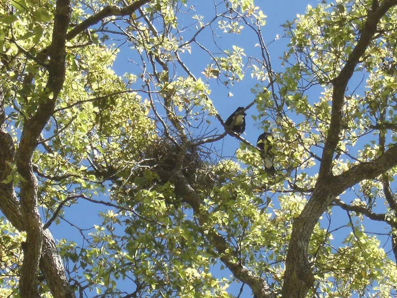 The Magpie Nest