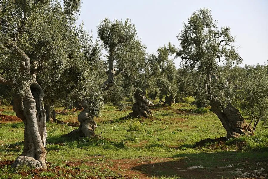 The Olive Grove