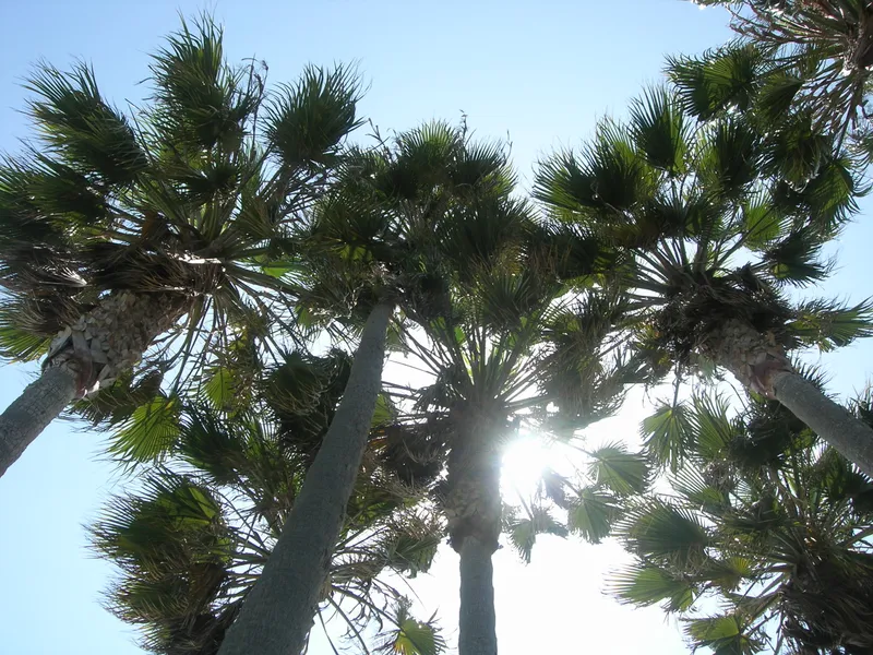 The Palms