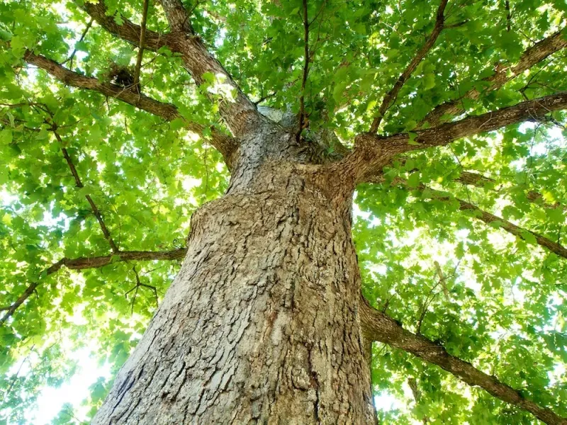 The Tree That Owns Itself