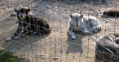 The Wolf Sanctuary of PA