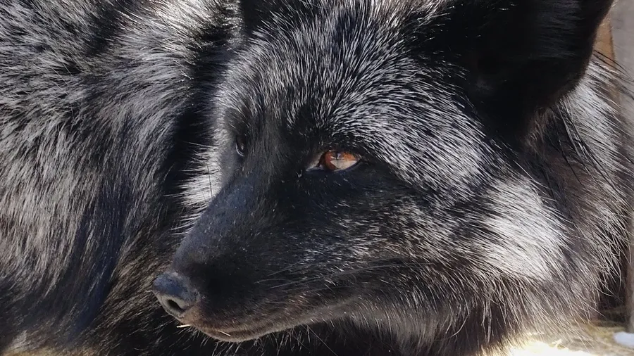The Yellowstone Wildlife Sanctuary