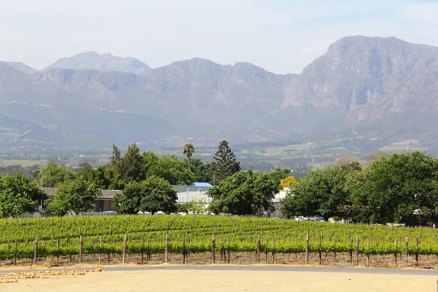 Thelema Mountain Vineyards