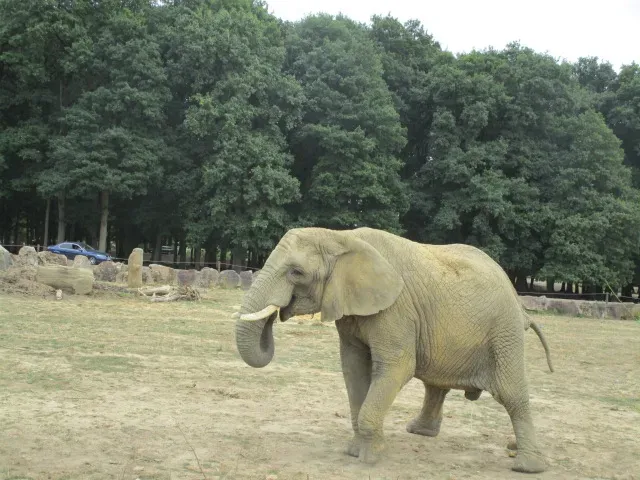 Thoiry ZooSafari
