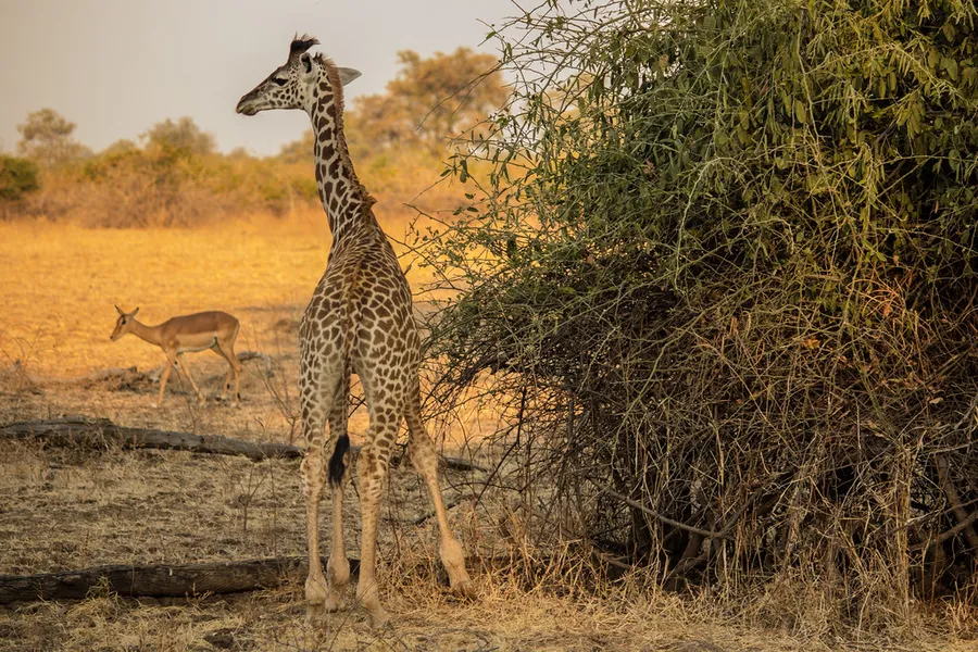 Thornicroft's Giraffe