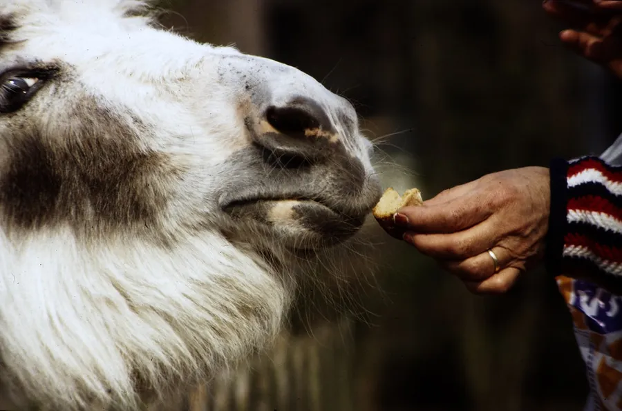 Tierpark Gettorf