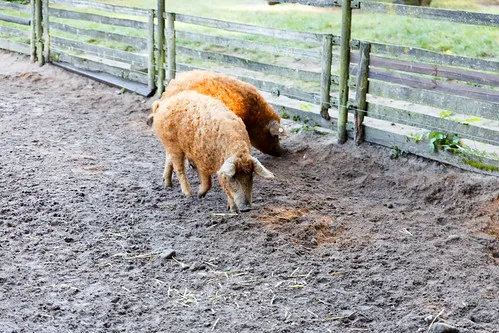 Tierpark Kunsterspring