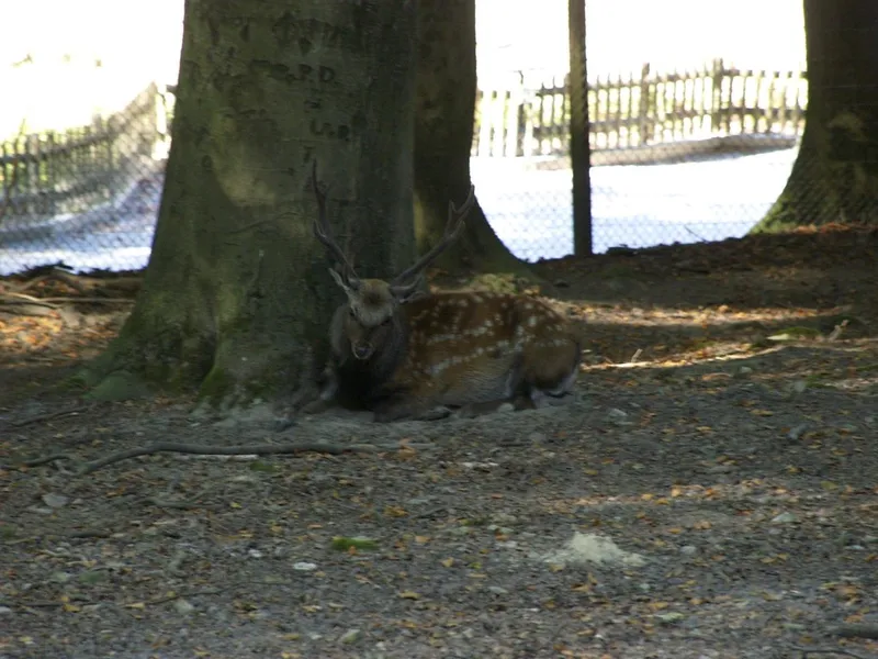 Tierpark Olderdissen