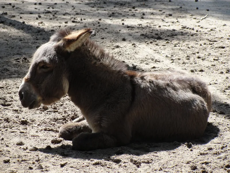 Tierpark Perleberg