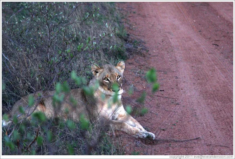 Timbavati Wildlife Park
