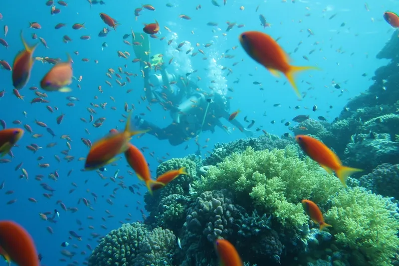 Tobia Arbaa Dive Site