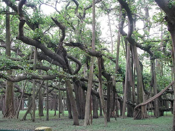 Tongliang Great Banyan