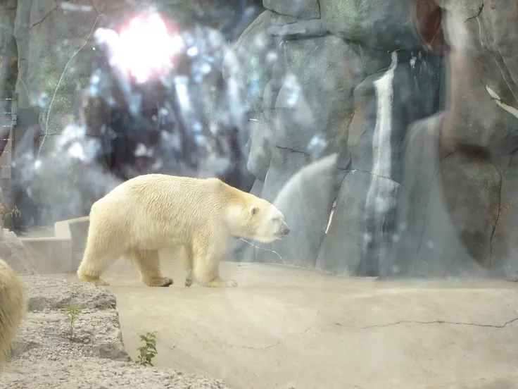 Toronto Zoo