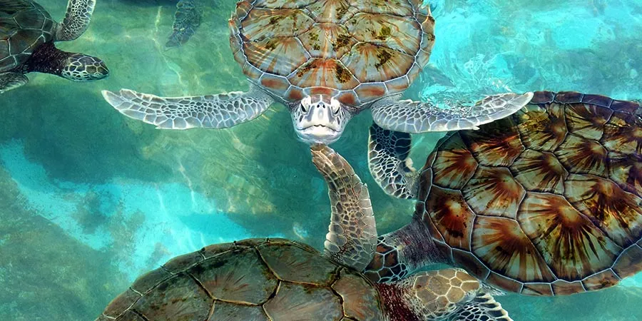 Tortugranja