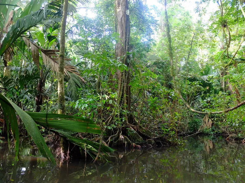 Tortuguero Canals