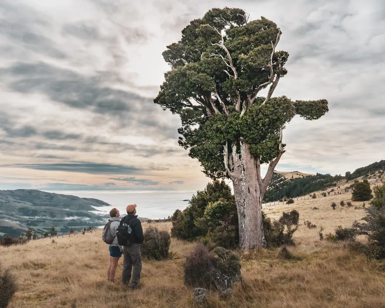 Totara Tree Walk