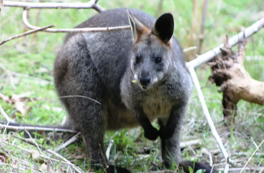 Tower Hill Wildlife Reserve