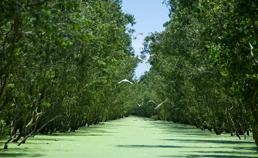 Tra Su Bird Sanctuary