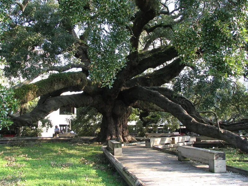 Treaty Oak Park